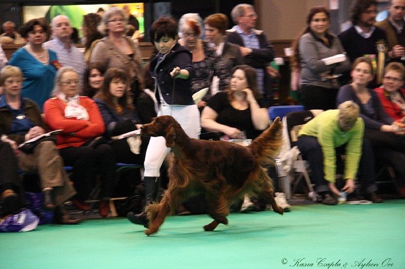 Crufts2011 856.jpg